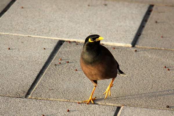 Pájaro colorido en la acera —  Fotos de Stock