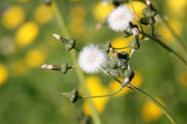 Fotoğraf doğa portre