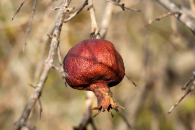 Fotoğraf doğa portre