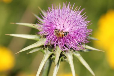Fotoğraf doğa portre
