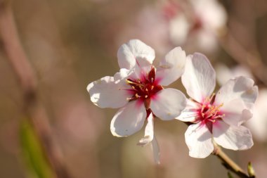 Fotoğraf doğa portre