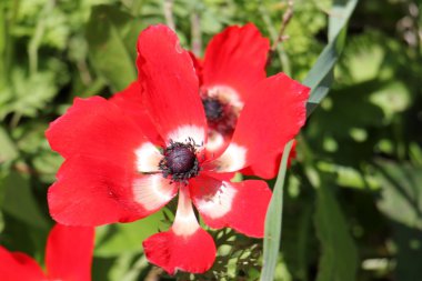 Fotoğraf doğa portre