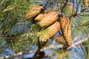 Fotoğraf doğa portre