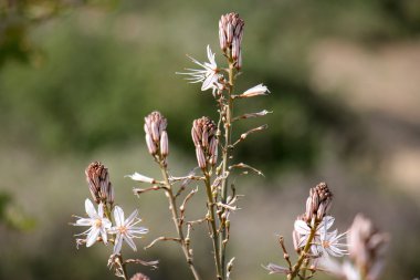 Fotoğraf doğa portre