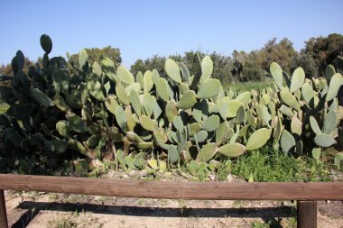 büyük ve dikenli kaktüs
