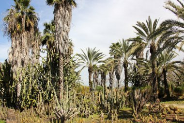 büyük ve dikenli kaktüs