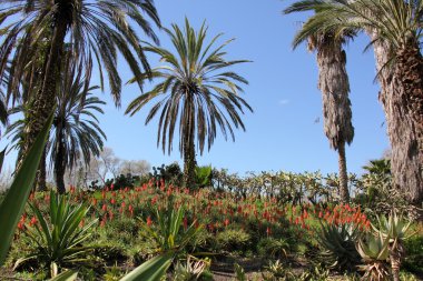 büyük ve dikenli kaktüs
