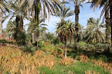 büyük ve dikenli kaktüs