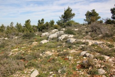 Deniz kıyısındaki taşlar