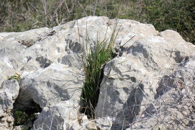 Deniz kıyısındaki taşlar