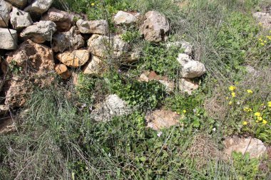 Deniz kıyısındaki taşlar