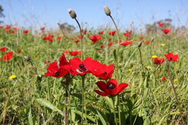 Şubat ayında Anemon bloom
