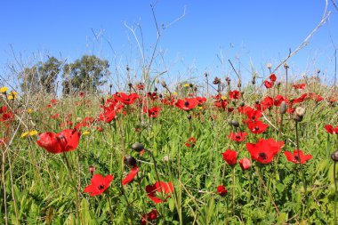 Şubat ayında Anemon bloom
