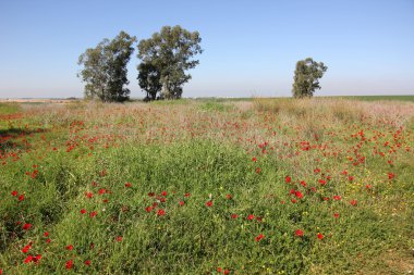 Şubat ayında Anemon bloom