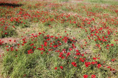 Şubat ayında Anemon bloom