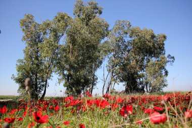 Şubat ayında Anemon bloom