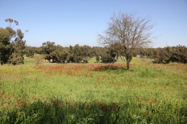 Şubat ayında Anemon bloom