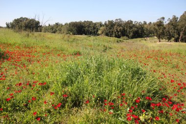 Şubat ayında Anemon bloom