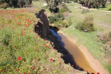 Şubat ayında Anemon bloom