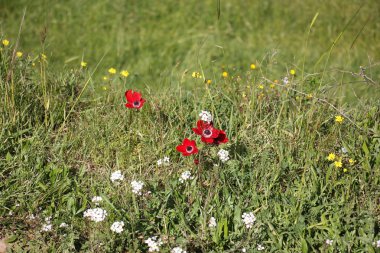 Şubat ayında Anemon bloom