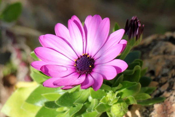 Fotografía naturaleza primer plano —  Fotos de Stock