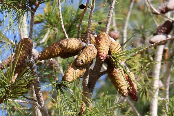 Foto natur närbild — Stockfoto