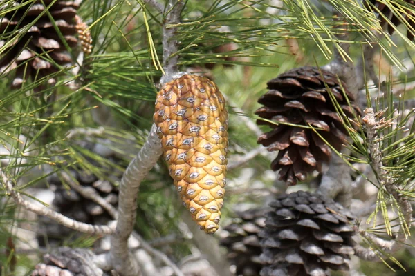 Photo nature closeup — Stock Photo, Image