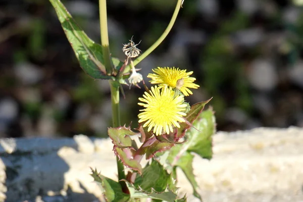 Foto Natur Nahaufnahme — Stockfoto