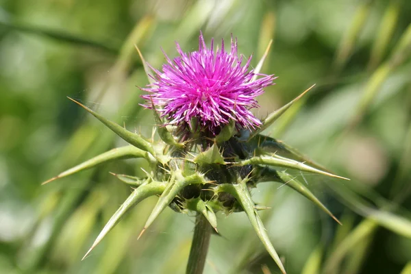 Photo nature closeup — Stock Photo, Image