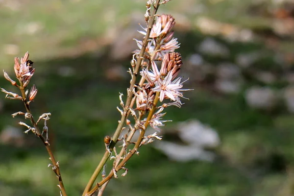 Photo nature closeup — Stock Photo, Image