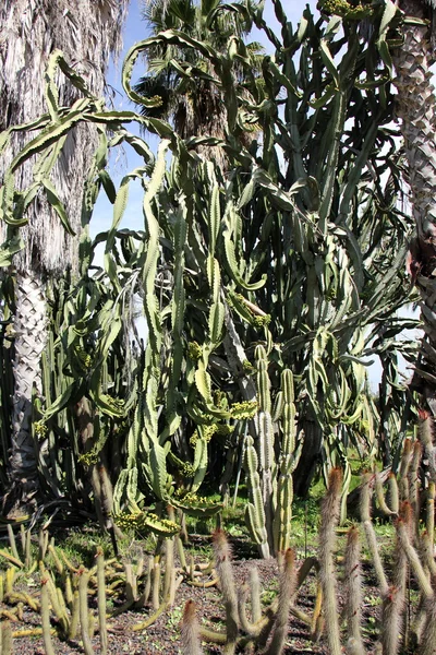 Cactus grandi e appuntiti — Foto Stock