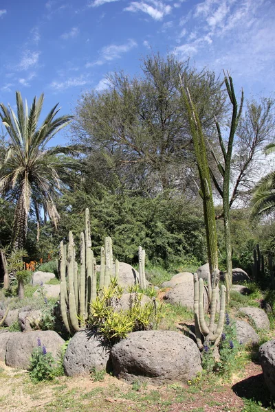 Cactus grandes y puntiagudos — Foto de Stock