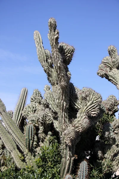 Cactus grandes y puntiagudos —  Fotos de Stock