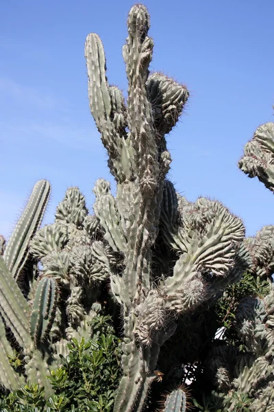 Cactus grands et pointus — Photo