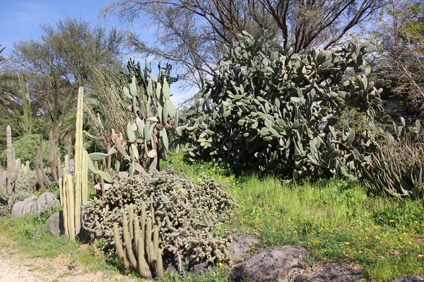 Cactus grandi e appuntiti — Foto Stock