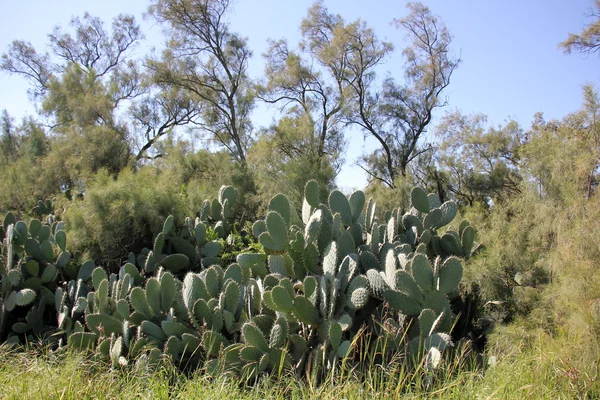 Cactus grandi e appuntiti — Foto Stock