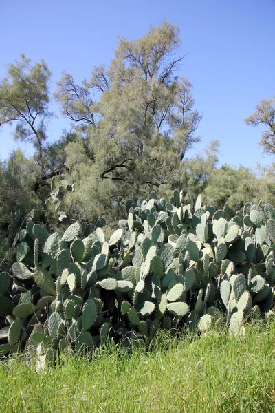 Cactus grandi e appuntiti — Foto Stock