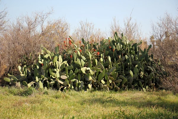 Cactus grandi e appuntiti — Foto Stock