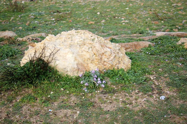 Deniz kıyısındaki taşlar