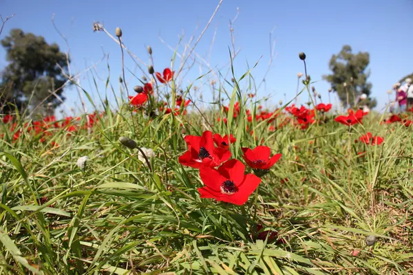 Virágállatok bloom februárban — Stock Fotó