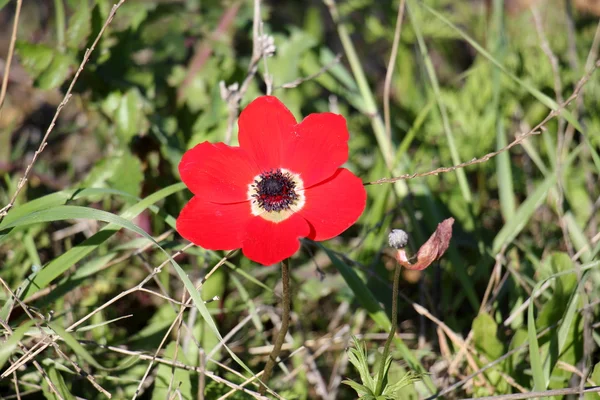 Anemones bloom in February — Stock Photo, Image