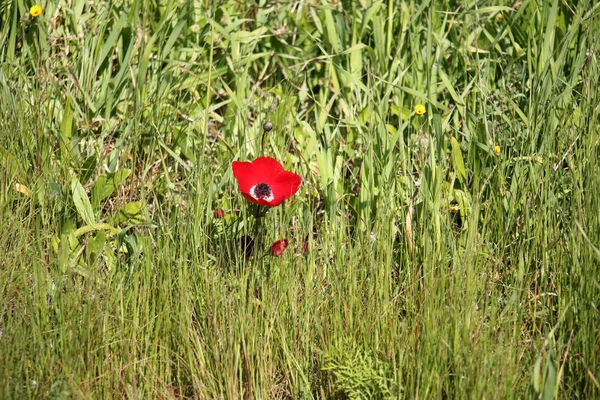 Anemoner blommar i februari — Stockfoto