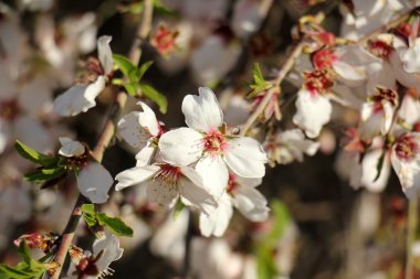 badem bahçede çiçek