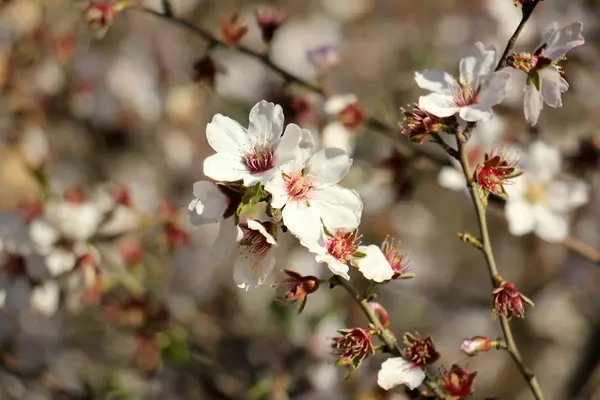 I trädgården blommade mandel — Stockfoto