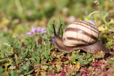 küçük, çizgili salyangoz