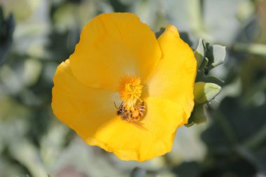 böcekler tatlı nektar gibi