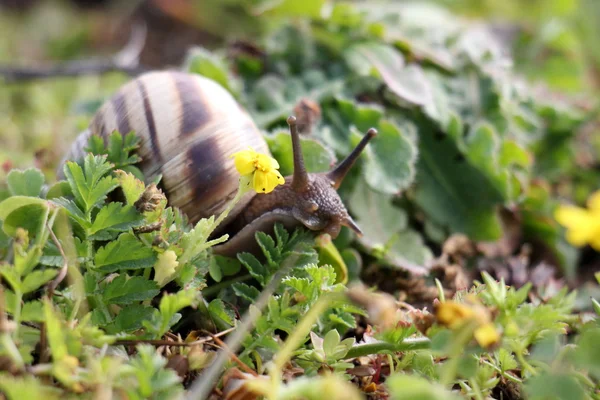 Small, striped snail — Stock Photo, Image