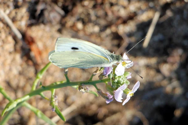 Insects like the sweet nectar — Stock Photo, Image