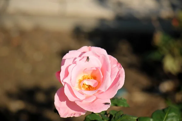 甘い蜜のような昆虫 — ストック写真