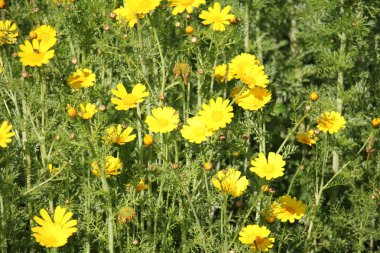 Şubat ayında çiçek İsrail